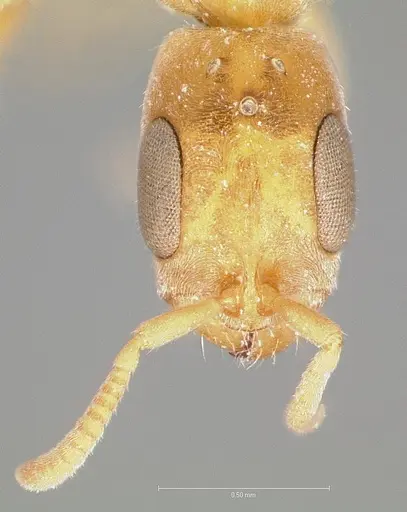 Pseudomyrmex cubaensis - CASENT0005880