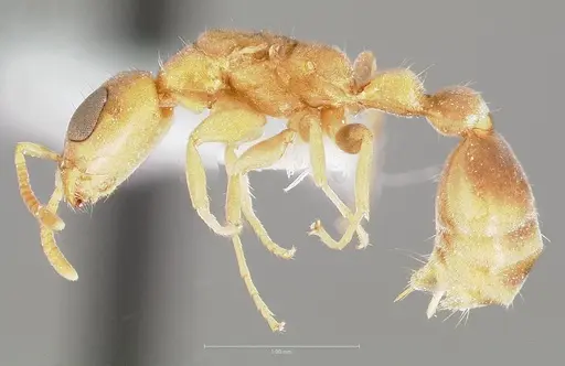 Pseudomyrmex cubaensis - CASENT0005880