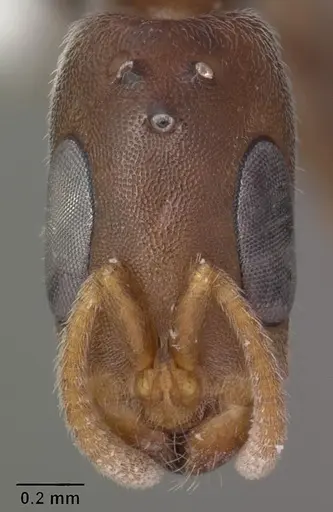 Pseudomyrmex cubaensis - CASENT0103778