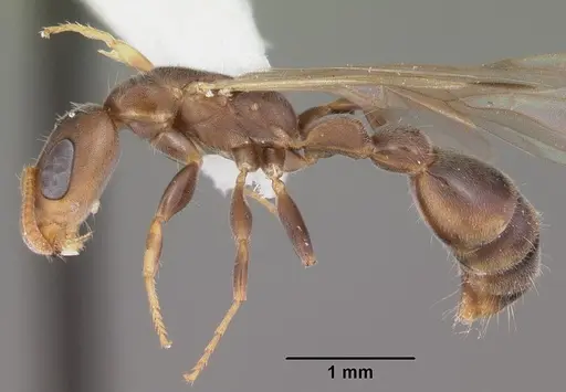 Pseudomyrmex cubaensis - CASENT0103778