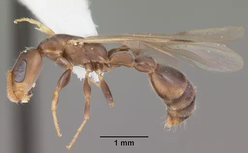 Pseudomyrmex cubaensis - CASENT0103778