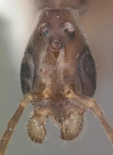 Pseudomyrmex cubaensis - CASENT0103780