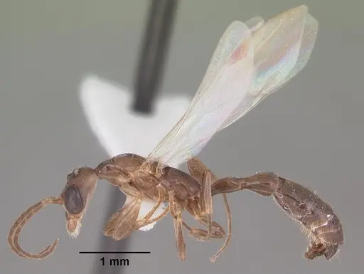 Pseudomyrmex cubaensis - CASENT0103780