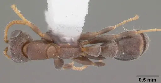 Pseudomyrmex cubaensis - CASENT0104073