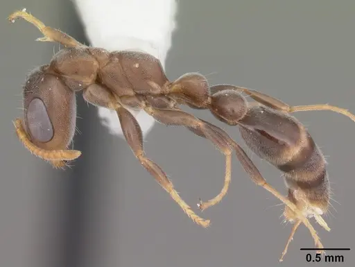 Pseudomyrmex cubaensis - CASENT0104073