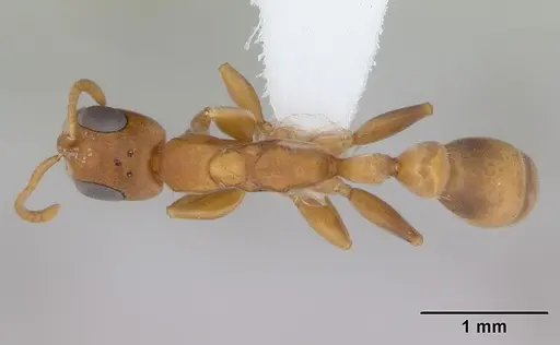 Pseudomyrmex cubaensis - CASENT0173759