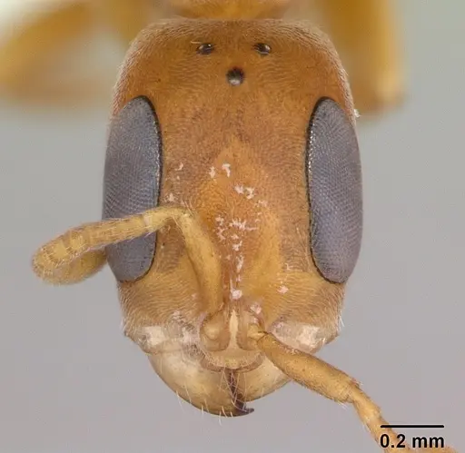 Pseudomyrmex cubaensis - CASENT0173759