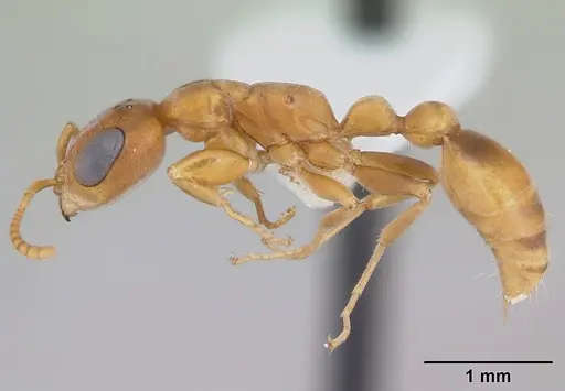 Pseudomyrmex cubaensis - CASENT0173759