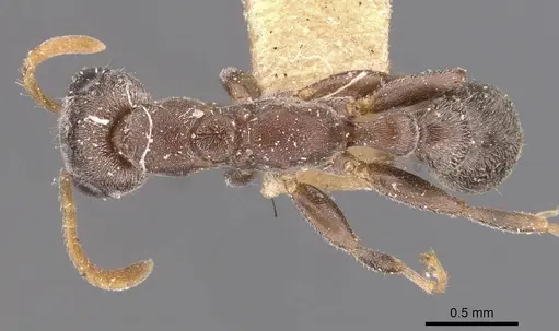 Pseudomyrmex cubaensis - CASENT0907536