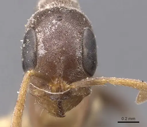 Pseudomyrmex cubaensis - CASENT0907536
