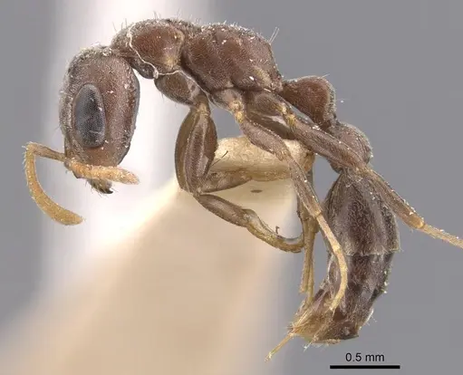 Pseudomyrmex cubaensis - CASENT0907536