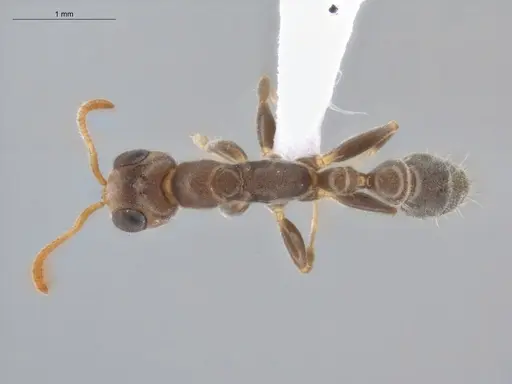 Pseudomyrmex cubaensis - ECOFOG-HC-0008