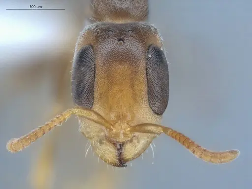 Pseudomyrmex cubaensis - ECOFOG-HC-0008