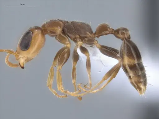 Pseudomyrmex cubaensis - ECOFOG-HC-0008