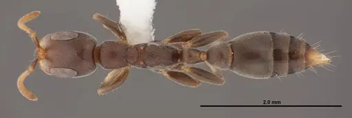 Pseudomyrmex cubaensis - FMNHINS0000088650