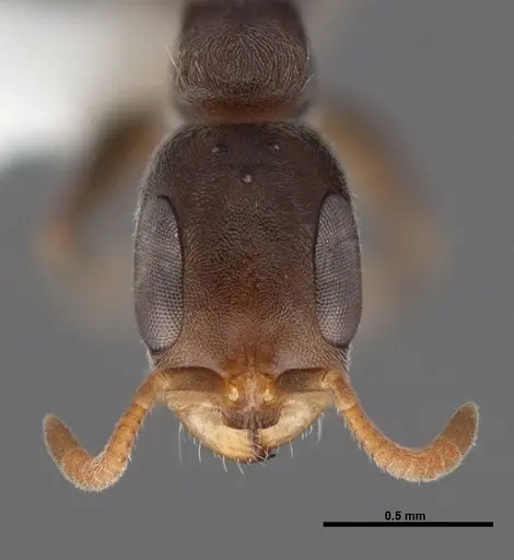 Pseudomyrmex cubaensis - FMNHINS0000088650