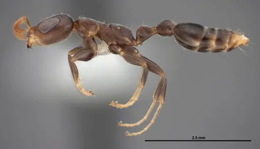 Pseudomyrmex cubaensis - FMNHINS0000088650