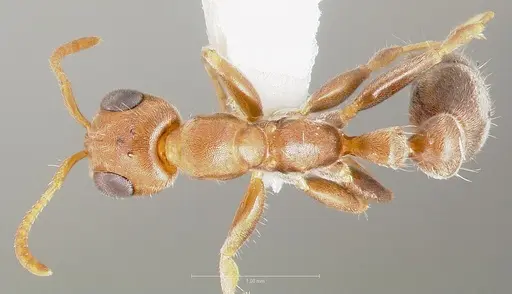 Pseudomyrmex curacaensis specimen