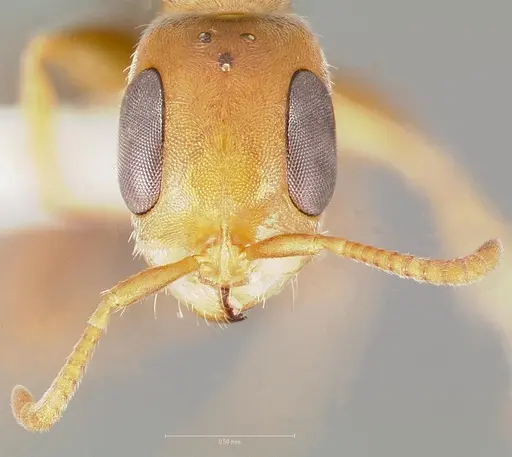 Pseudomyrmex curacaensis specimen
