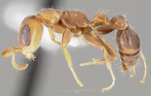 Pseudomyrmex curacaensis specimen