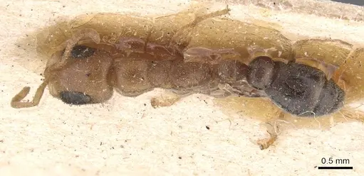 Pseudomyrmex curacaensis - CASENT0907531