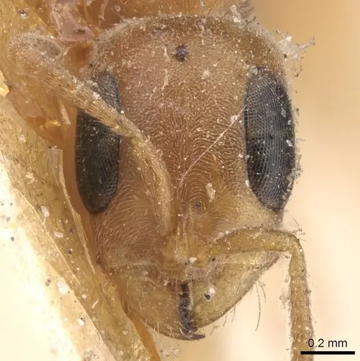 Pseudomyrmex curacaensis - CASENT0907531