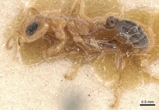 Pseudomyrmex curacaensis - CASENT0907531