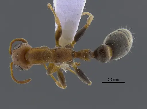 Pseudomyrmex curacaensis - CBUMAGENT41804