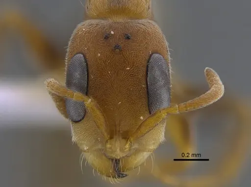 Pseudomyrmex curacaensis - CBUMAGENT41804