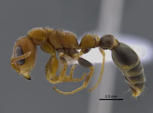 Pseudomyrmex curacaensis - CBUMAGENT41804