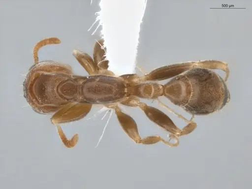 Pseudomyrmex curacaensis - ECOFOG-BUG-0061-08