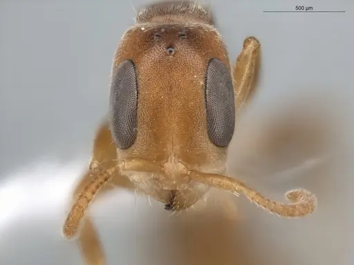 Pseudomyrmex curacaensis - ECOFOG-BUG-0061-08