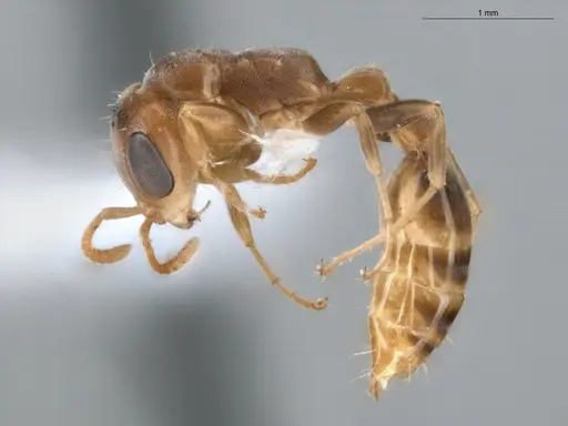 Pseudomyrmex curacaensis - ECOFOG-BUG-0061-08