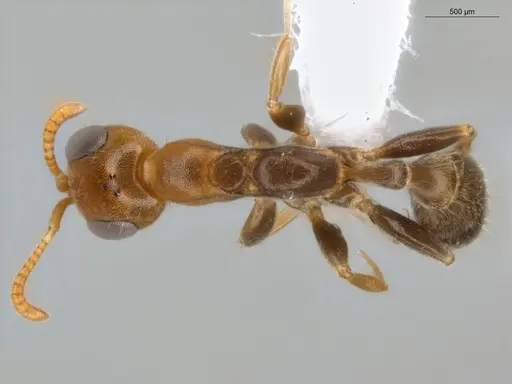 Pseudomyrmex curacaensis - ECOFOG-GAL18-0027-05