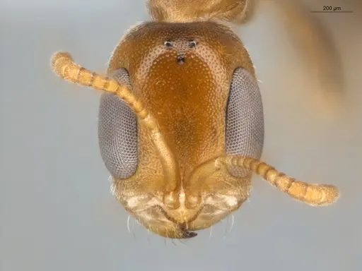 Pseudomyrmex curacaensis - ECOFOG-GAL18-0027-05