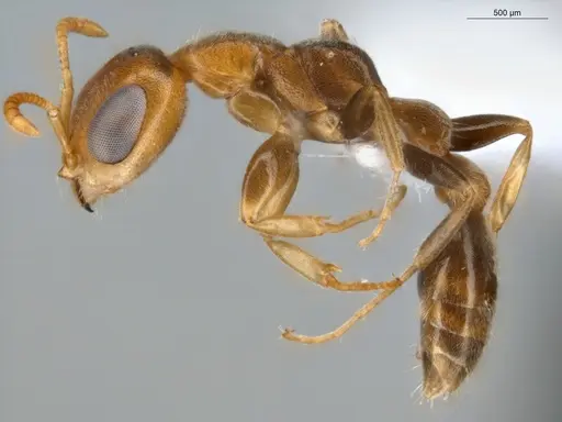 Pseudomyrmex curacaensis - ECOFOG-GAL18-0027-05