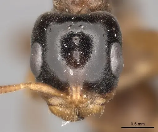 Pseudomyrmex dendroicus specimen