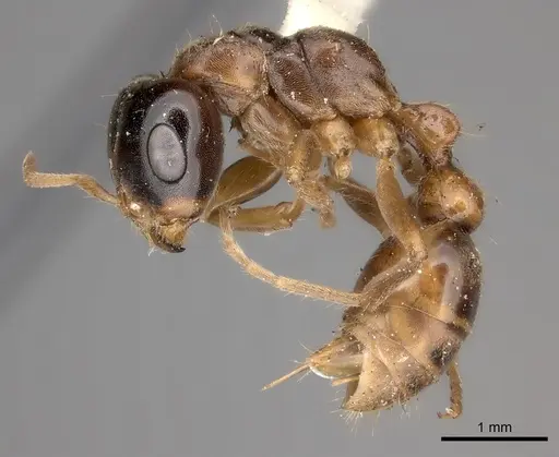 Pseudomyrmex dendroicus specimen