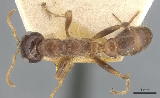 Pseudomyrmex dendroicus - CASENT0904052