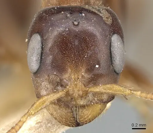 Pseudomyrmex dendroicus - CASENT0904052