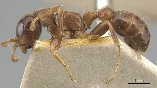 Pseudomyrmex dendroicus - CASENT0904052