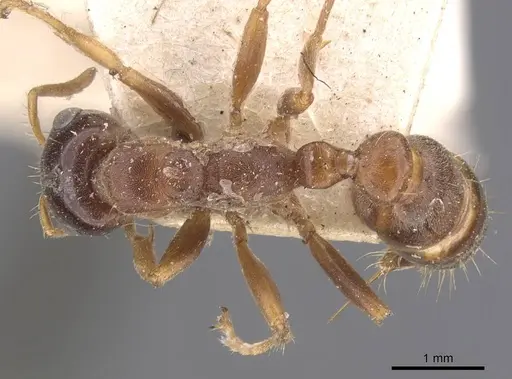Pseudomyrmex dendroicus - CASENT0907526