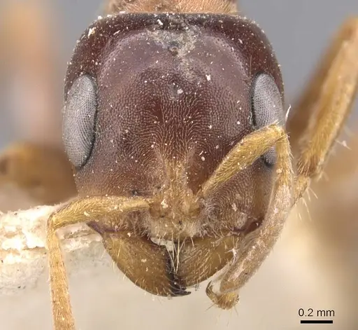 Pseudomyrmex dendroicus - CASENT0907526