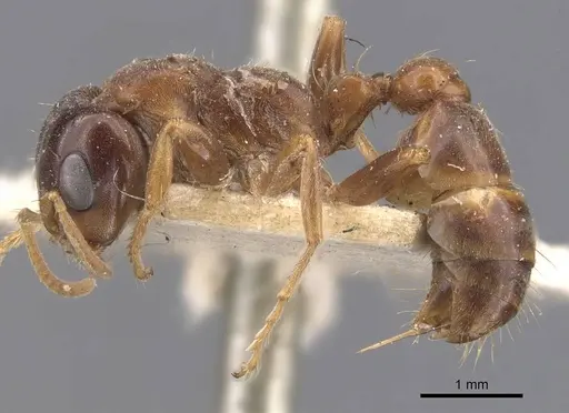 Pseudomyrmex dendroicus - CASENT0907526