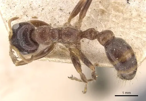 Pseudomyrmex dendroicus - CASENT0907527