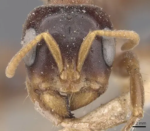 Pseudomyrmex dendroicus - CASENT0907527