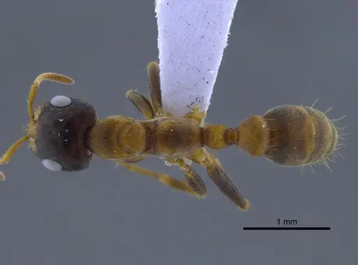 Pseudomyrmex dendroicus - CBUMAGENT41759