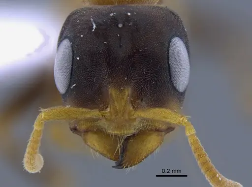 Pseudomyrmex dendroicus - CBUMAGENT41759