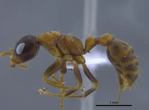 Pseudomyrmex dendroicus - CBUMAGENT41759