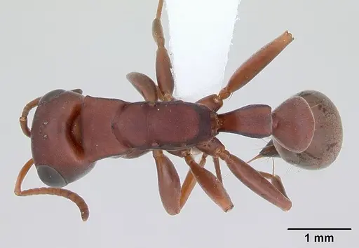 Pseudomyrmex denticollis specimen